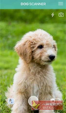 Dog Scanner 狗狗鉴定器 v22.1.6-G高级版- / , :云网创-创业知识付费平台